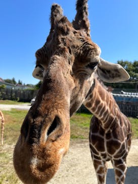 那須サファリパークに投稿された画像（2022/10/2）