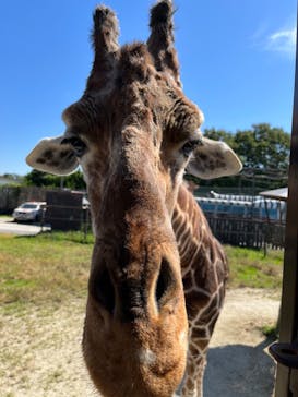 那須サファリパークに投稿された画像（2022/10/2）