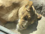 天王寺動物園に投稿された画像（2022/10/2）