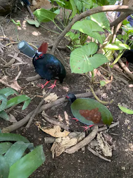 神戸どうぶつ王国に投稿された画像（2022/10/2）