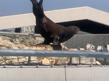 大分マリーンパレス水族館 「うみたまご」に投稿された画像（2022/10/2）