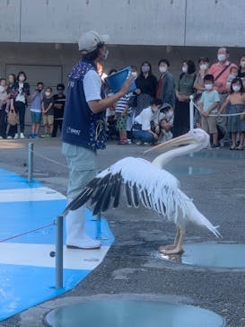 大分マリーンパレス水族館 「うみたまご」に投稿された画像（2022/10/2）