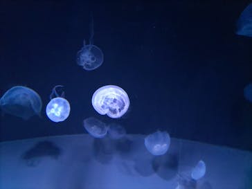 サンシャイン水族館に投稿された画像（2022/10/2）