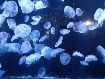 横浜・八景島シーパラダイスに投稿された画像（2022/10/2）