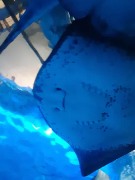 横浜・八景島シーパラダイスに投稿された画像（2022/10/2）