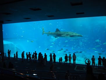 沖縄美ら海水族館に投稿された画像（2022/10/2）