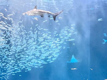 名古屋港水族館に投稿された画像（2022/10/2）