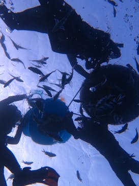 沖縄ダイビングショップシーモールに投稿された画像（2022/10/2）