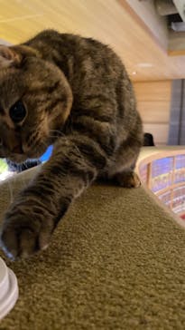 猫カフェモカ　新宿店に投稿された画像（2022/10/2）