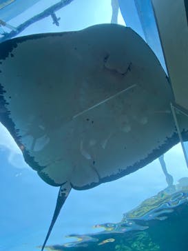 九十九島水族館海きららに投稿された画像（2022/10/2）