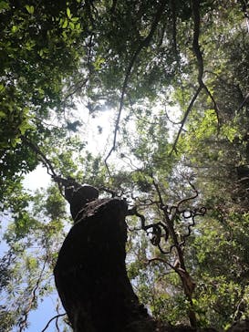 西表島 ADVENTURE PiPi（アドベンチャーピピ）に投稿された画像（2022/10/2）