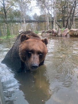 サホロリゾート　ベア･マウンテンに投稿された画像（2022/10/2）