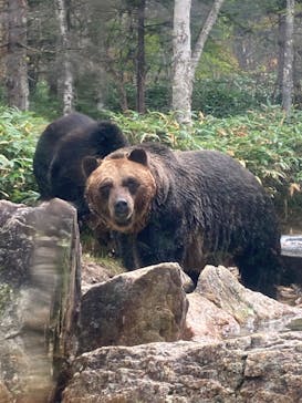 サホロリゾート　ベア･マウンテンに投稿された画像（2022/10/2）