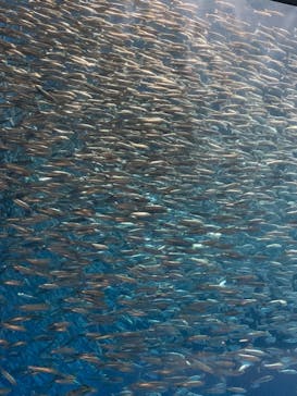 名古屋港水族館に投稿された画像（2022/10/2）