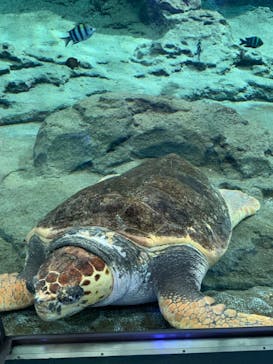 名古屋港水族館に投稿された画像（2022/10/2）