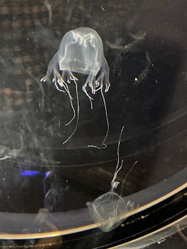 名古屋港水族館に投稿された画像（2022/10/2）