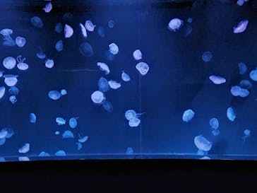 サンシャイン水族館に投稿された画像（2022/10/2）