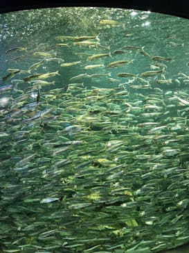 サンシャイン水族館に投稿された画像（2022/10/2）