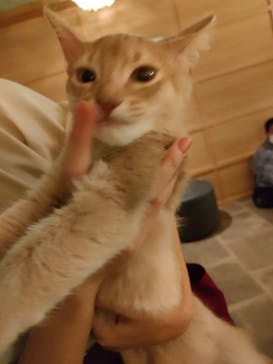 猫カフェモカ　新宿店に投稿された画像（2022/10/2）