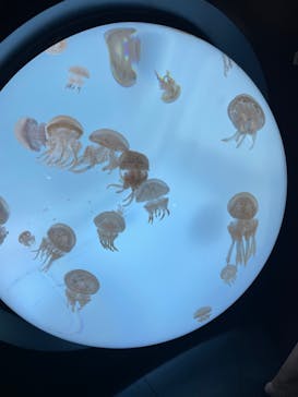 サンシャイン水族館に投稿された画像（2022/10/3）