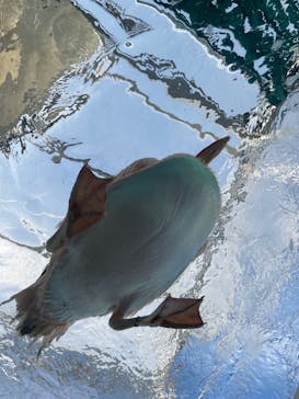 サンシャイン水族館に投稿された画像（2022/10/3）