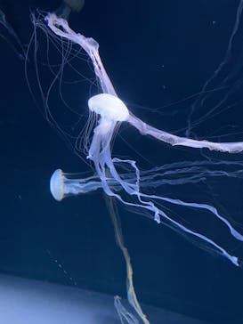 サンシャイン水族館に投稿された画像（2022/10/3）