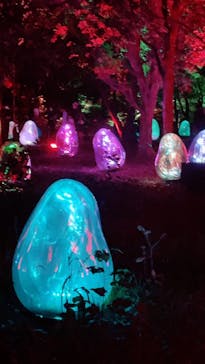 チームラボ ボタニカルガーデン 大阪に投稿された画像（2022/10/3）