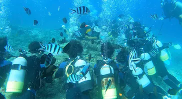 武藤潜水に投稿された画像（2022/10/3）