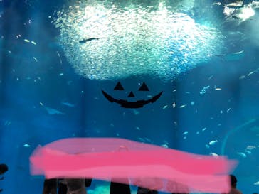 アクアワールド茨城県大洗水族館に投稿された画像（2022/10/3）