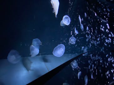 サンシャイン水族館に投稿された画像（2022/10/3）