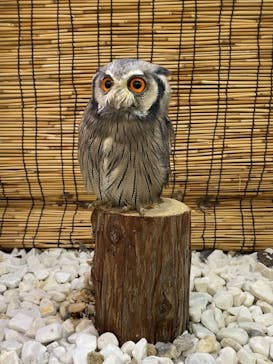 富士花鳥園に投稿された画像（2022/10/3）