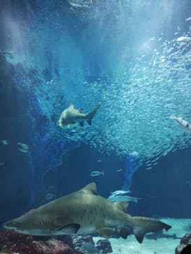 マリンワールド海の中道に投稿された画像（2022/10/3）