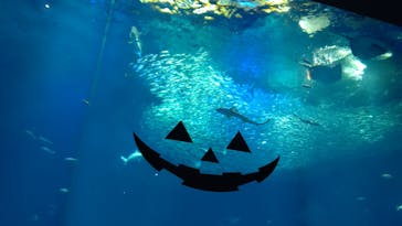 アクアワールド茨城県大洗水族館に投稿された画像（2022/10/3）