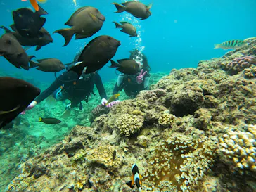 武藤潜水に投稿された画像（2022/10/4）