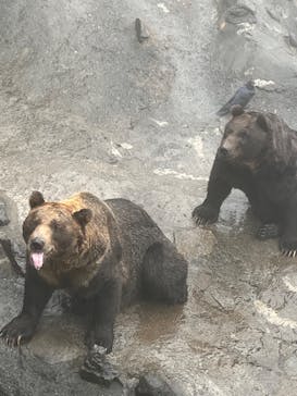 のぼりべつクマ牧場に投稿された画像（2022/10/4）