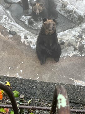 のぼりべつクマ牧場に投稿された画像（2022/10/4）