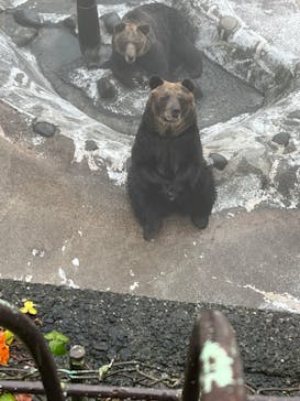 のぼりべつクマ牧場に投稿された画像（2022/10/4）