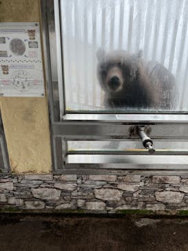 のぼりべつクマ牧場に投稿された画像（2022/10/4）