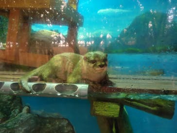 ゼロ距離水族館 伊勢シーパラダイスに投稿された画像（2022/10/4）