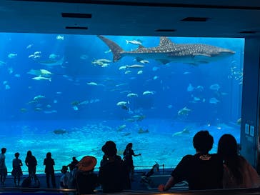 沖縄美ら海水族館に投稿された画像（2022/10/4）