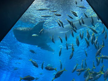 沖縄美ら海水族館に投稿された画像（2022/10/4）