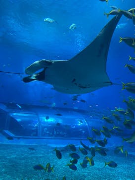 沖縄美ら海水族館に投稿された画像（2022/10/4）