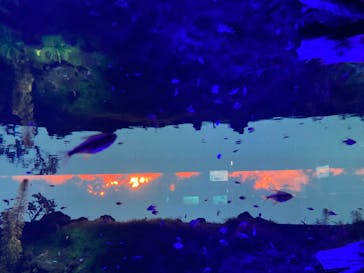 カワスイ 川崎⽔族館に投稿された画像（2022/10/4）