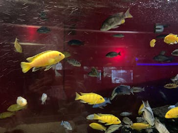 カワスイ 川崎⽔族館に投稿された画像（2022/10/4）