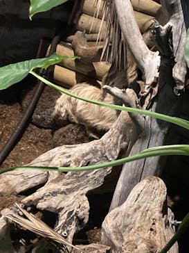 カワスイ 川崎⽔族館に投稿された画像（2022/10/4）