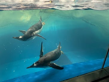 名古屋港水族館に投稿された画像（2022/10/4）