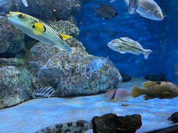 名古屋港水族館に投稿された画像（2022/10/4）