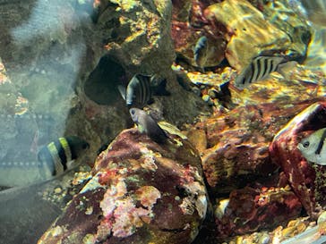 名古屋港水族館に投稿された画像（2022/10/4）