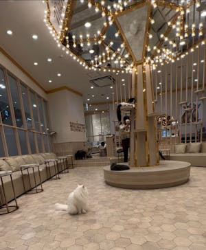 猫カフェモカ　イオンモール幕張新都心店に投稿された画像（2022/10/4）