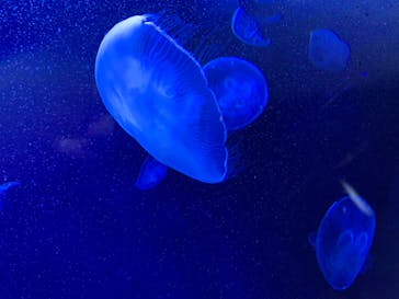 サンシャイン水族館に投稿された画像（2022/10/4）